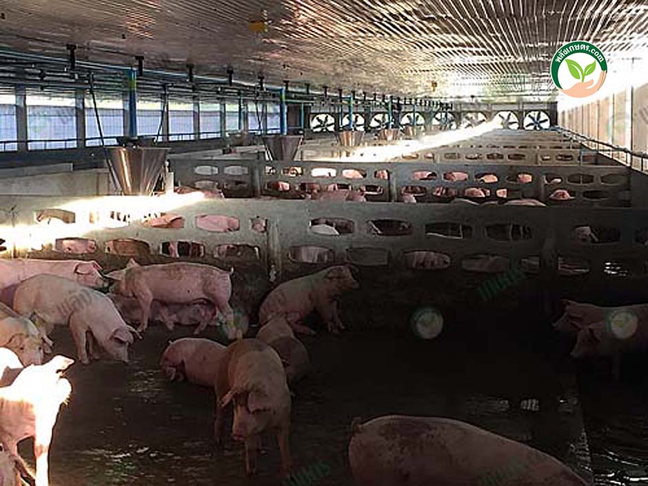 4.การเลี้ยงหมูขุน ได้ลูกหมูโตไว สุขภาพดี