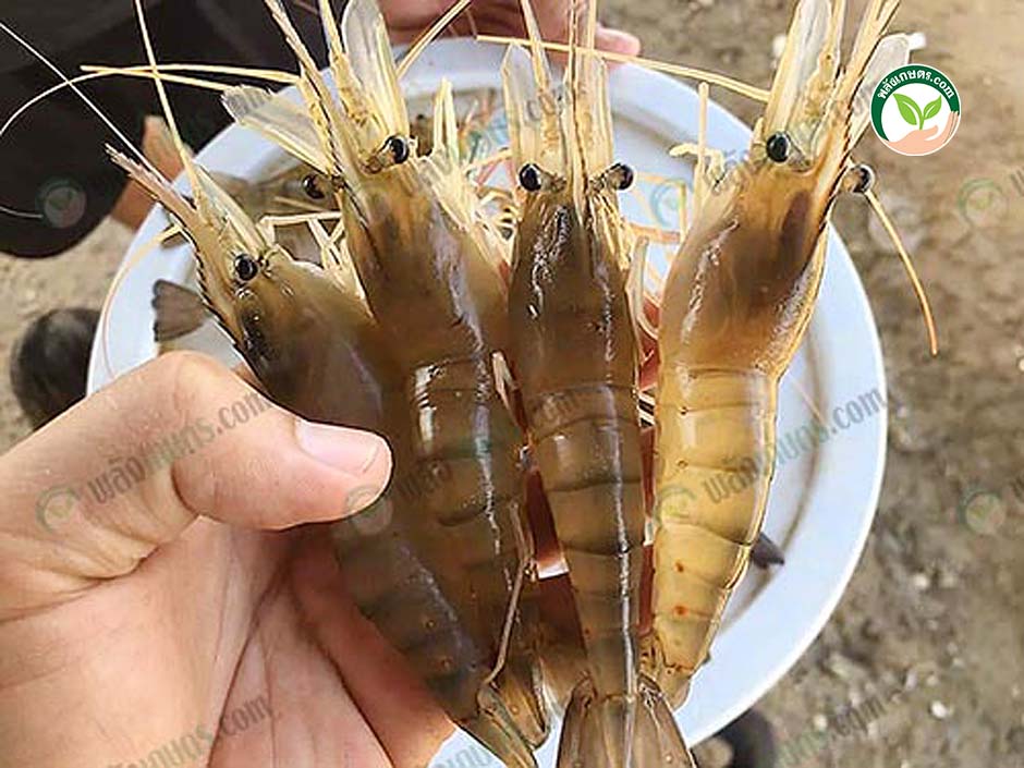 6.พันธุ์กุ้งก้ามกราม ไทย-มาโคร ตัวใส สีสวย เนื้อเยอะ