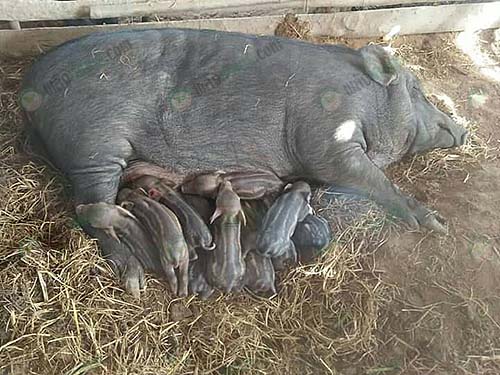 7.แม่พันธุ์หมูป่า