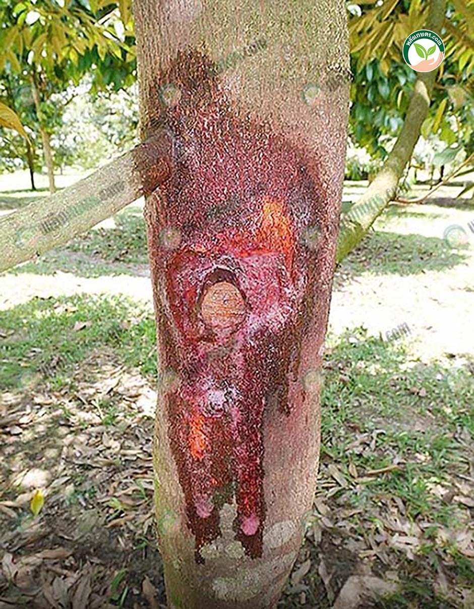 โรครากเน่าโคนเน่าทุเรียน พิสูจน์แล้ว ปราบเชื้อได้ผลจริง ด้วย “พีค รูทเตอร์”