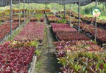สวนสับปะรดสี ผลิตขายตลาดจัดสวน ทำเงิน 50,000-100,000 บาท/เดือน โรงเรือนใน สวนสับปะรดสี