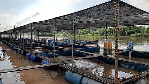 4.กระชังเลี้ยงปลาทับทิม