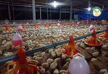 การเลี้ยงไก่เนื้อแบบประกันราคา จาก 3 สาว ตั้งแต่การลงลูกไก่ ไปจนถึงจับไก่ การเลี้ยงไก่เนื้อแบบประกันราคา เลี้ยงง่าย-โตเร็ว