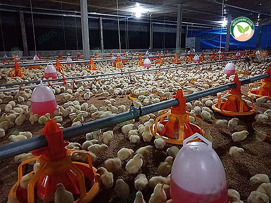 4.การเลี้ยงไก่เนื้อแบบประกันราคา เลี้ยงง่าย-โตเร็ว