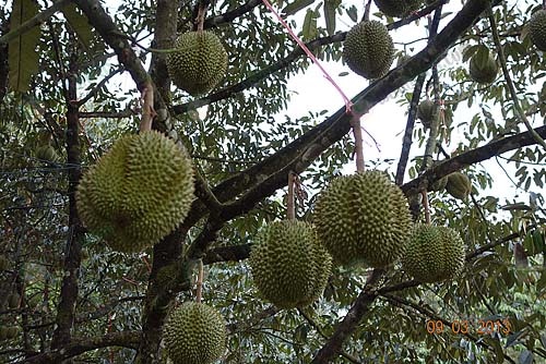 4.ใช้เชือกฟางโยงช่วยอีกทางหนึ่ง