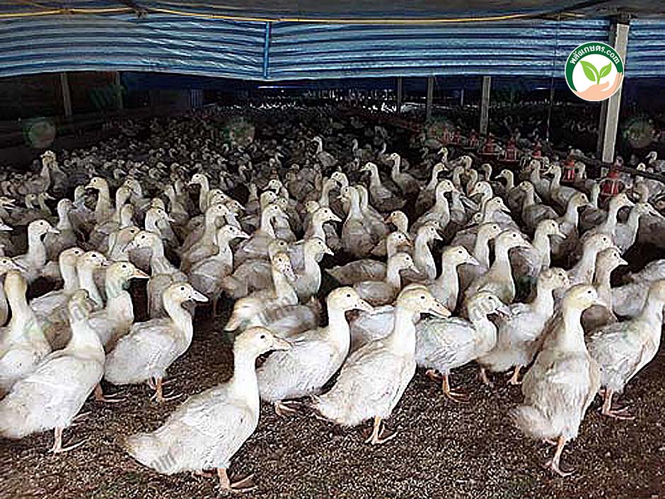 6.เป็ดสายพันธุ์เชอรี่วอลเลย์ ตัวใหญ่ น้ำหนักดี