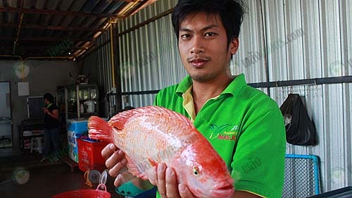 ปลาตัวใหญ่ อ้วน สันหนา