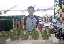 ทุเรียนแปรรูป พัฒนาสินค้า เปิดตลาดสมัยใหม่ กลุ่ม Young Smart Farmer (YSF) คุณธรรมรัตน์ จันทร์ดี กับ ทุเรียนแปรรูป