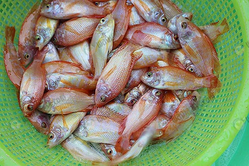 1.ลูกพันธุ์ปลาทับทิม
