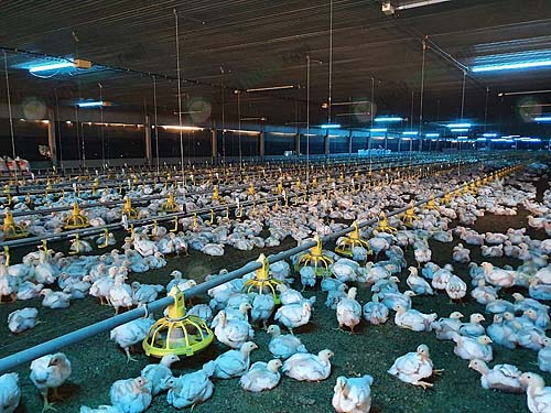 2.โรงเรือนไก่เนื้อ