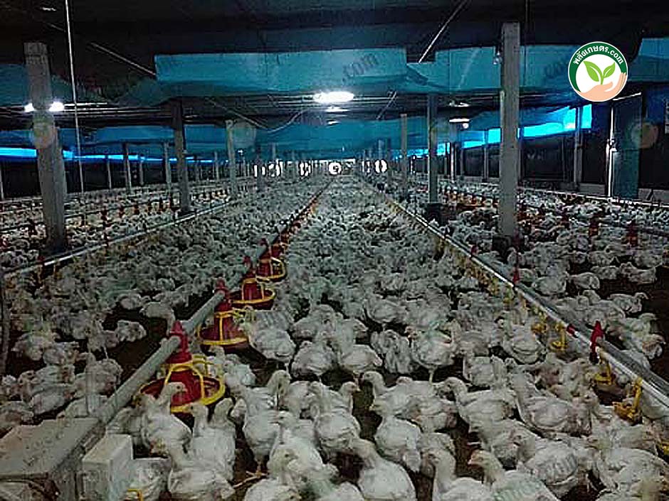 3.ต้นทุนการเลี้ยงไก่เนื้อ