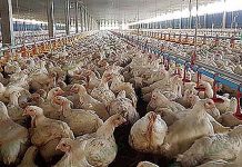 การเลี้ยงไก่เนื้อระบบปิด กับ 2 บริษัท มีกำไรตลอด ยืนยันโดย กำนันโทน บรรยากาศใน การเลี้ยงไก่เนื้อระบบปิด