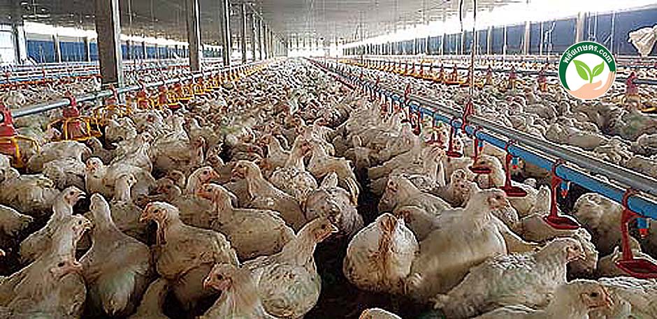 3.บรรยากาศใน การเลี้ยงไก่เนื้อระบบปิด