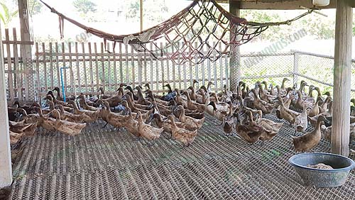 3.โรงเรือนเป็ด