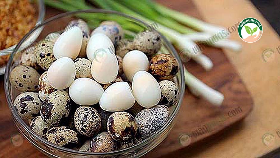 4.การเลี้ยงนกกระทา ผลิตไข่นกกระทาต้ม