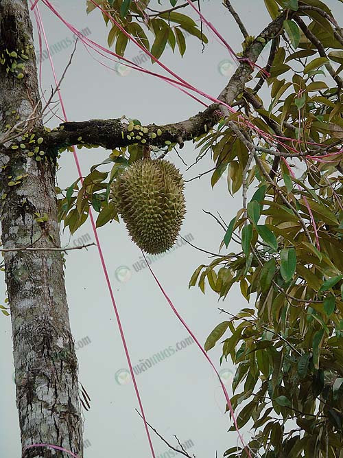 4.ใช้เชือกฟางโยงช่วยอีกทางหนึ่ง