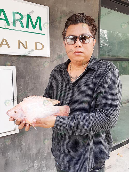 5.ตัวกว้าง สันหนา หัวเล็ก