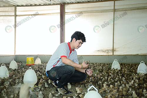 5.นกกระทาแข็งแรง โตเร็ว