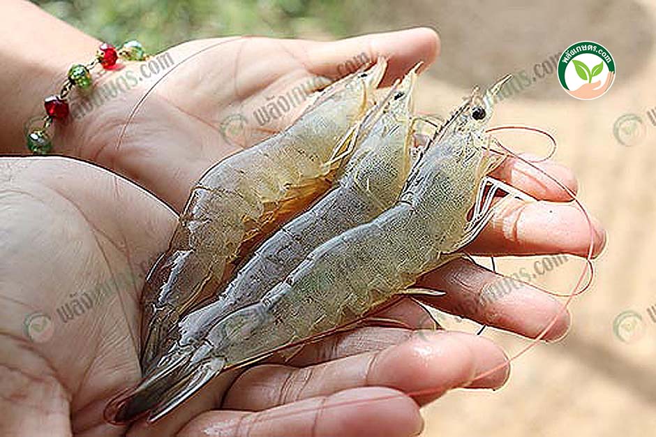 กุ้งขนาด 72 วัน เลี้ยงโดยใช้ วิธีปรับสภาพน้ำเลี้ยง ให้ดี