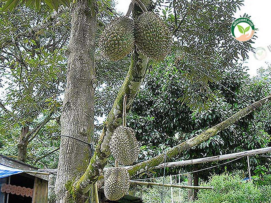 2.ท่องเที่ยวเชิงเกษตร