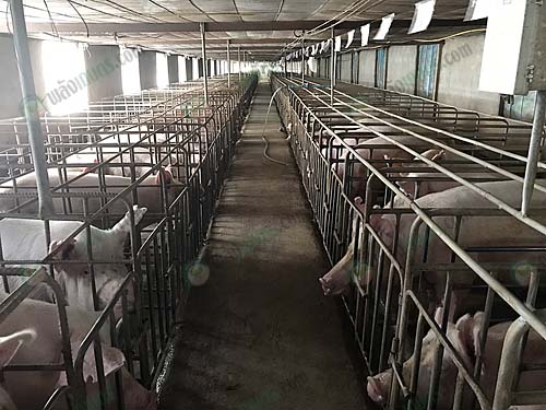 2.โรงเรือนหมู