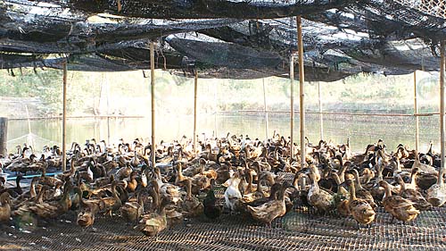 2.โรงเรือนเป็ดไข่