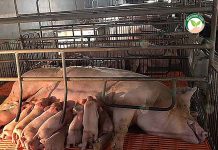 เลี้ยงหมูแม่พันธุ์ ขายลูกสุกร กำไรตัวละ 300 บาท เผยเทคนิคลดต้นทุนโรงเรือนคลอด โรงเรือน เลี้ยงหมูแม่พันธุ์ และ โรงเรือนคลอด