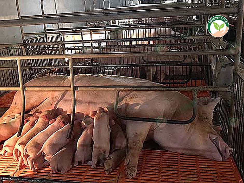 3.โรงเรือน เลี้ยงหมูแม่พันธุ์ และ โรงเรือนคลอด