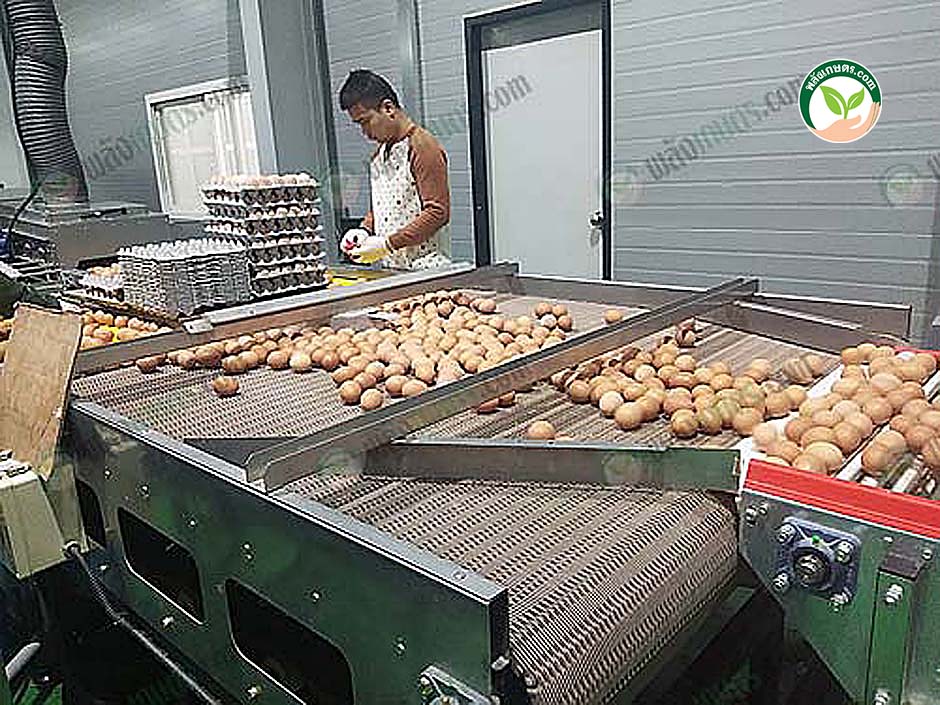 1.เยี่ยมชมการทำงานของเครื่องคัดไข่ กรงไก่