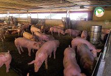 ขี้หมูอัดเม็ด แนวทางแปลง”ของเสีย” เป็น “เงิน” กำไร 3 เด้ง จากการเลี้ยงหมูขุน คอกเลี้ยงหมู-เพื่อได้-ขี้หมูอัดเม็ด