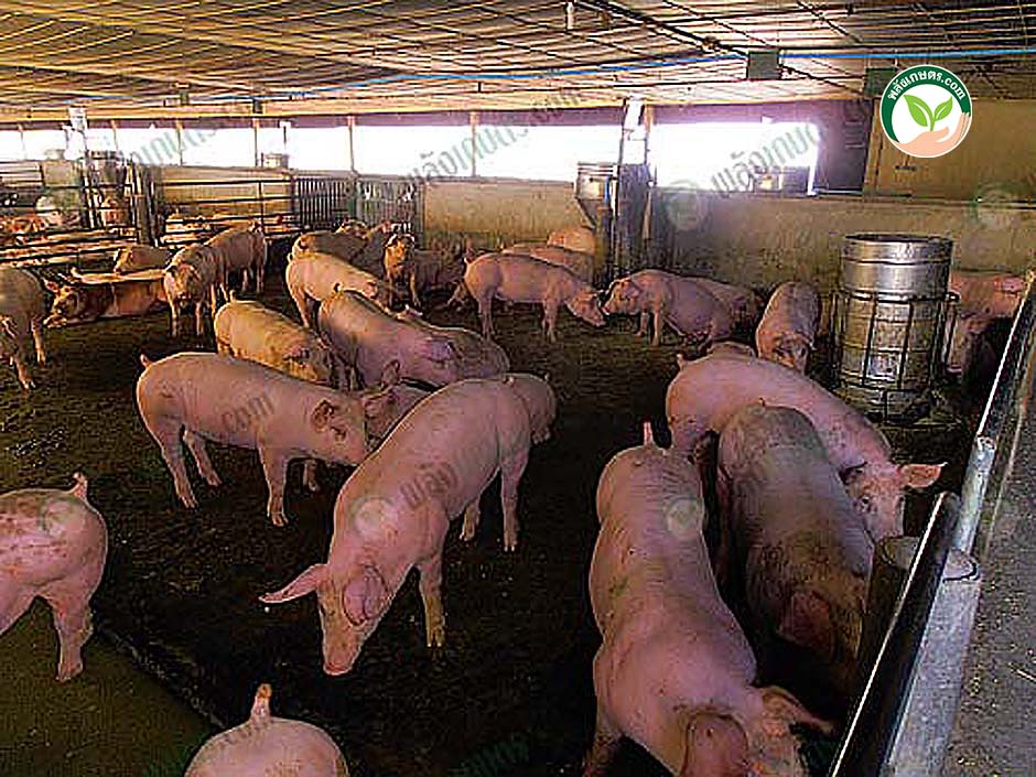 12.คอกเลี้ยงหมู-เพื่อได้-ขี้หมูอัดเม็ด