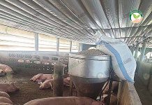 หมูขุน เลี้ยงระบบประกัน เน้นการจัดการ ลดอุณหภูมิ ป้องกันโรคในช่วงระบาด หมูขุน เลี้ยงระบบประกัน เน้นการจัดการ ลดอุณหภูมิ ป้องกันโรคในช่วงระบาด