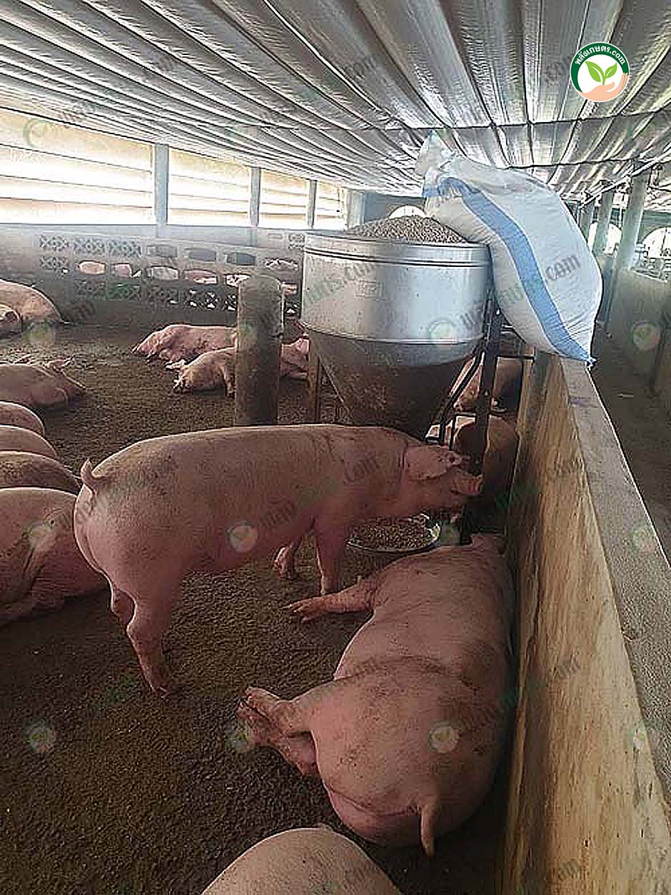 2.หมูขุน เลี้ยงระบบประกัน เน้นการจัดการ ลดอุณหภูมิ ป้องกันโรคในช่วงระบาด