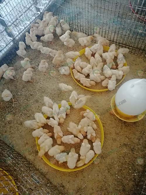 2.ให้อาหารลูกไก่เบตง