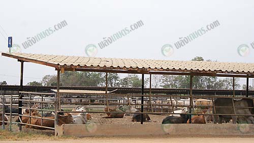 4.โรงเรือนเลี้ยงโค