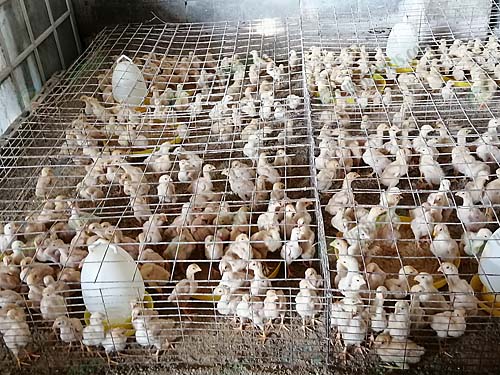 5.เลี้ยงง่าย แข็งแรง โตเร็ว
