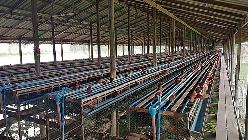 6.ติดสปริงเกลอร์รดน้ำบนหลังคาโรงเรือนเพื่อช่วยลดอุณหภูมิ