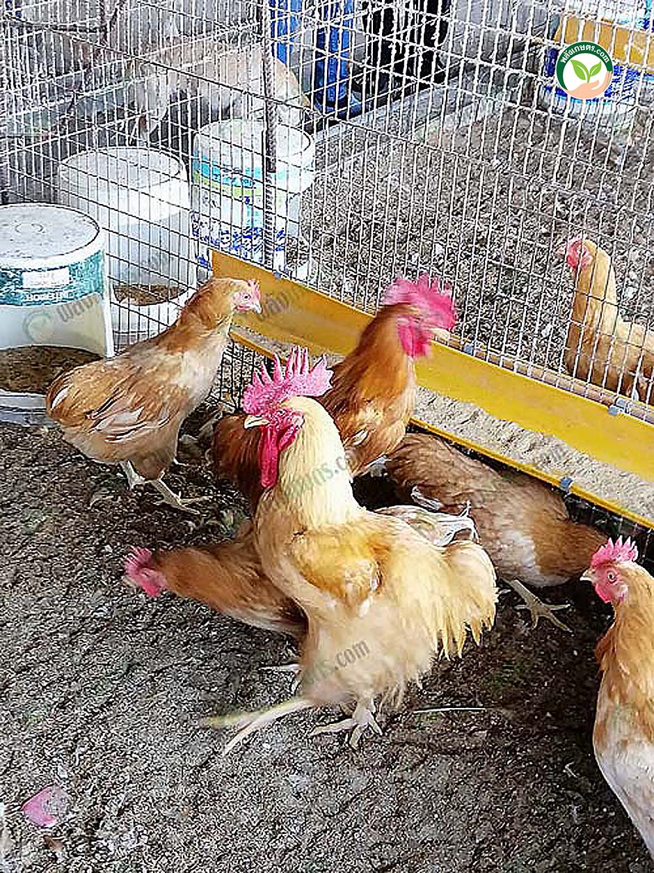 6.ไก่เบตง เลี้ยงเชิงพาณิชย์ พันธุ์แท้จากยะลา อนาคตอันใกล้ขึ้นห้างดัง