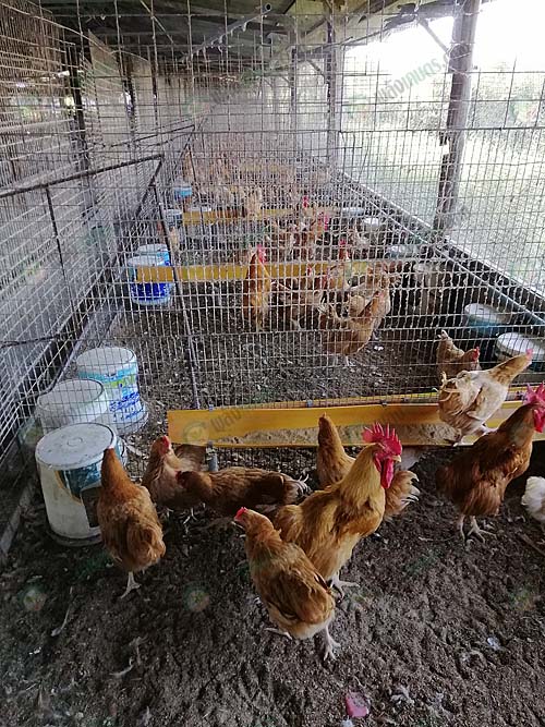 7.โรงเรือนไก่เบตง