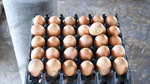 7.ไข่ไก่พร้อมจำหน่าย