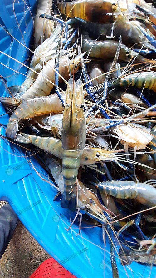 1.กุ้งไซซ์นี้ที่พ่อค้าแย่งกันซื้อ