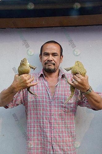 1.คุณนุกุลโชว์กบพ่อพันธุ์คุณภาพ