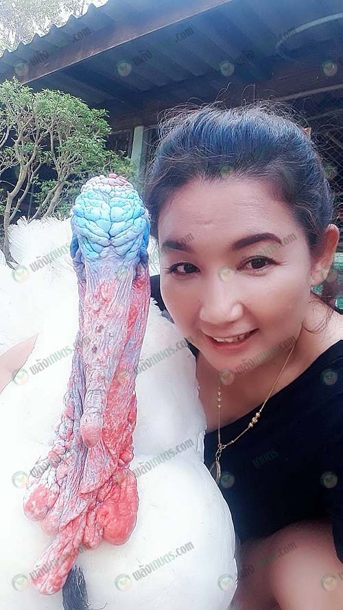 1.คุณศรีสุนันท์ เดชบุตร เจ้าของฟาร์มไก่งวง