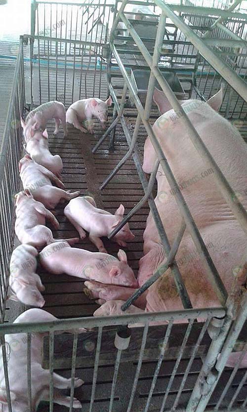 2.คอกแม่พันธุ์หมู