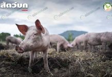 เลี้ยงหมูอินทรีย์ เลี้ยงในระบบฟาร์มเปิด แปรรูปผลิตภัณฑ์ ขายตลาดออนไลน์ เลี้ยงหมูอินทรีย์ หมูอ้วน สมบูรณ์