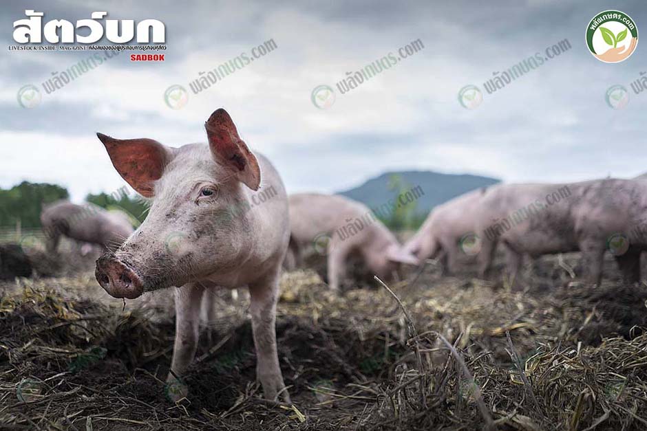 2.เลี้ยงหมูอินทรีย์ หมูอ้วน สมบูรณ์