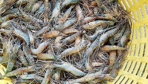 3.กุ้งสดใหม่ทุกวัน