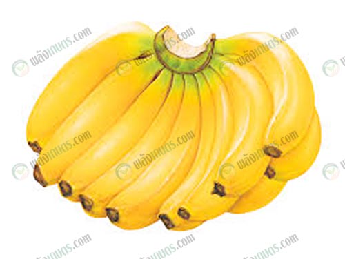 3.มีคาร์โบไฮเดรตค่อนข้างสูง ไม่ควรกินกล้วยหอมมากเกินขนาด