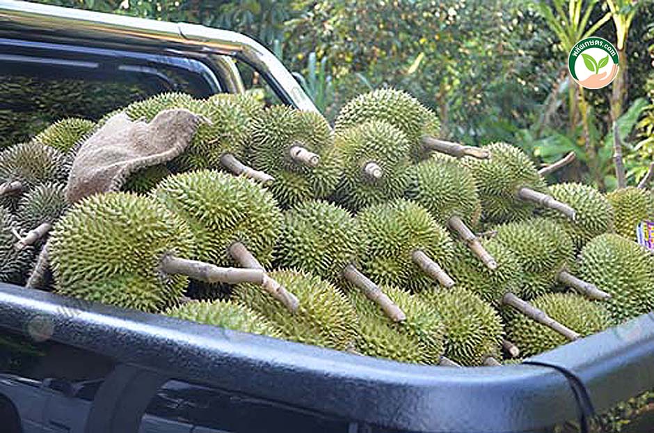 3.รับซื้อทุเรียน รวบรวมผลผลิตจากชาวสวนไม้ผลในพื้นที่