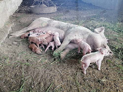 3.หมูแม่พันธุ์